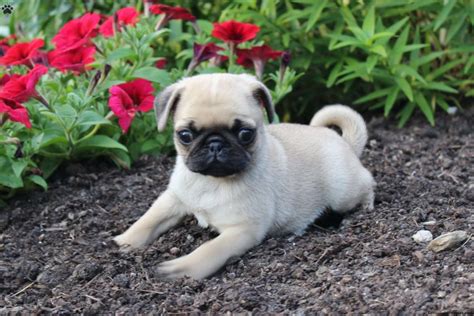 Pug Puppies Nj / Pug For Sale in New Jersey (245) | Petzlover / That ...