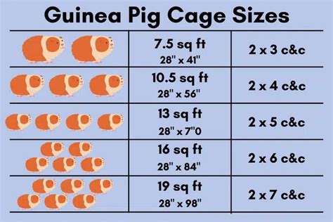 Guinea Pig Cage Size: What They REALLY Need!