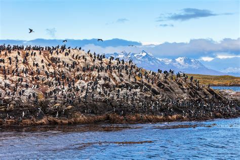 Pinguïns een bezoekje brengen in de wildernis | Holidayguru.nl