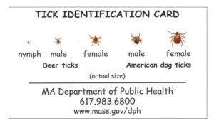 Deer tick identification – Betty on Gardening