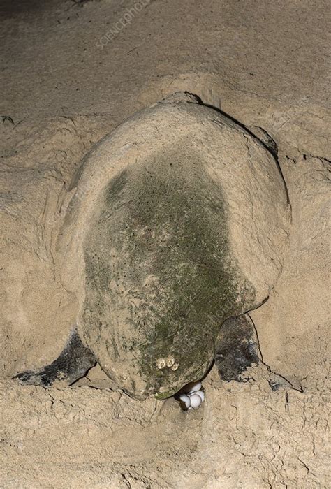 Loggerhead turtle nesting - Stock Image - C027/7876 - Science Photo Library