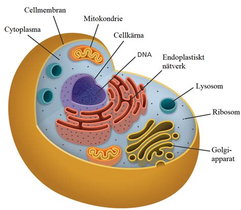 Kurs människokroppen – Ugglans Biologi