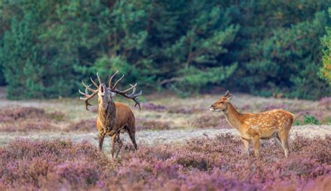 National Park De Hoge Veluwe - find our top tips here - Holland.com