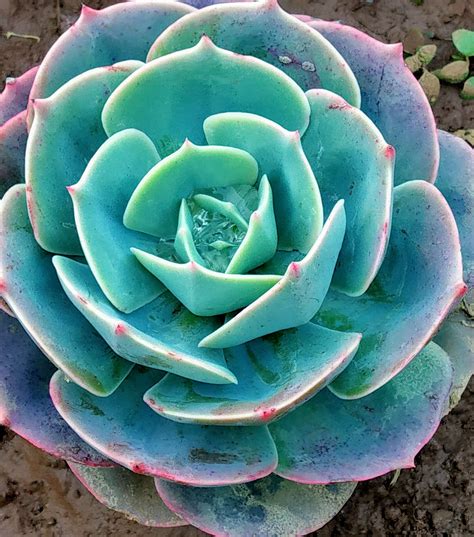 Succulent plants for home gardens, indoors and outdoors - Lifezshining ...