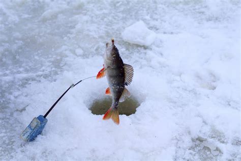 Red Lake Ice Fishing - The Ultimate Guide - Fishstainable