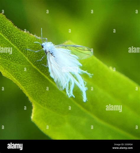 White aphid hi-res stock photography and images - Alamy