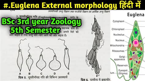 Euglenoid movement in Euglena || Locomotion in Euglena || Flagella ...