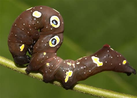 Cambodian Bugs