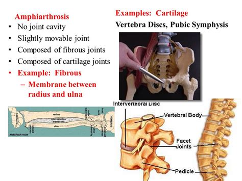 Amphiarthrosis Joint