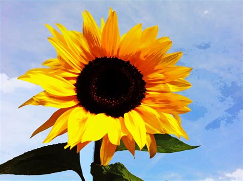 Sunflower Painting Free Stock Photo - Public Domain Pictures