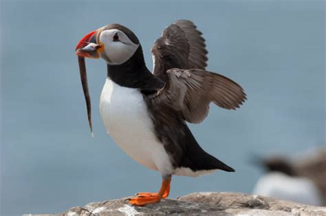 60+ Atlantic Puffin Eating Fish Stock Photos, Pictures & Royalty-Free ...