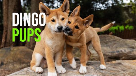 What Do Dingoes Look Like