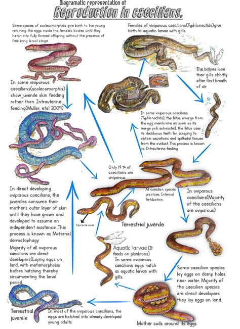 Life cycle of caecilians #caecilians #lifecycleofamphibians #amphibians ...