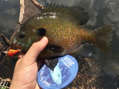 Sunfish, Bluegill | www.roughfish.com