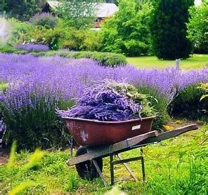 Lavender Fields - Visit Rehoboth