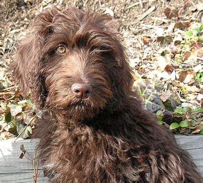 labradoodle mixed breed dog - online dog encyclopedia - dogs in depth.com