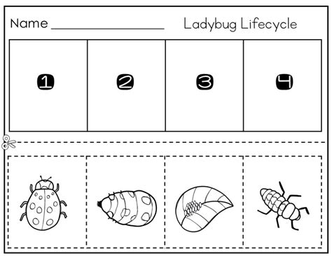 Life Cycle Of A Ladybug Worksheet