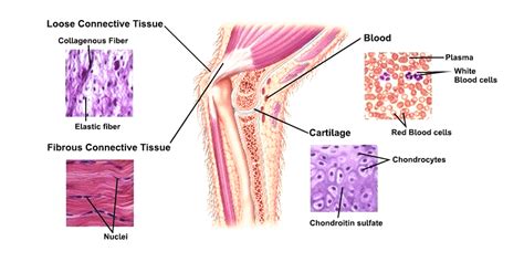 Overview and Types of Connective Tissue - GeeksforGeeks