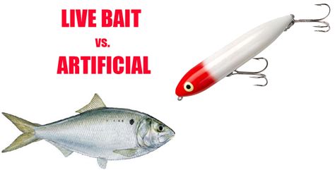 Live Bait vs Artificial: Which Fishing Technique Is Best For Inshore ...