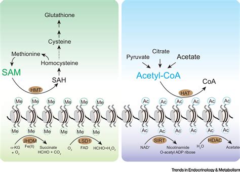 Sink into the Epigenome: Histones as Repositories That Influence ...