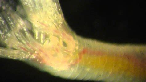 Phoronid worm - YouTube