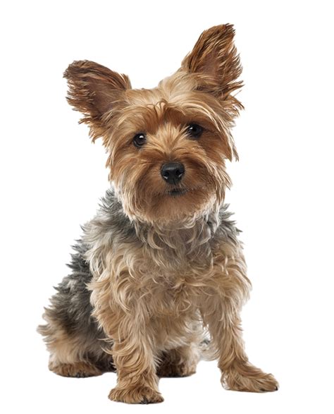 Australian Terrier Breed Is It Right For You