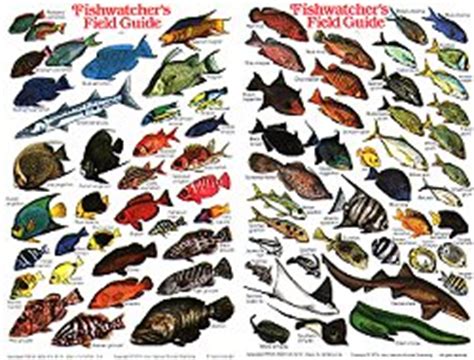 Tropical Fish of the Atlantic waterproof ID field guide