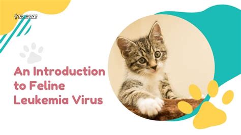 An Introduction to Feline Leukemia Virus