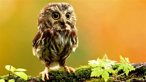 Cute Animal Wallpapers For Desktop Little Owl Creating Attractive ...