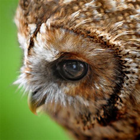 Tawny Owl - Gloucestershire | Tawny owl, Owl eyes, Owl photography