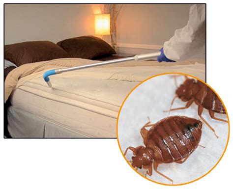 Bed Bugs Control - Hyderabad Pest Control