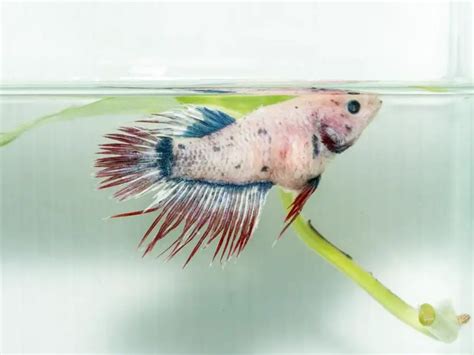 Dropsy in Betta Fish | Fishkeeping World