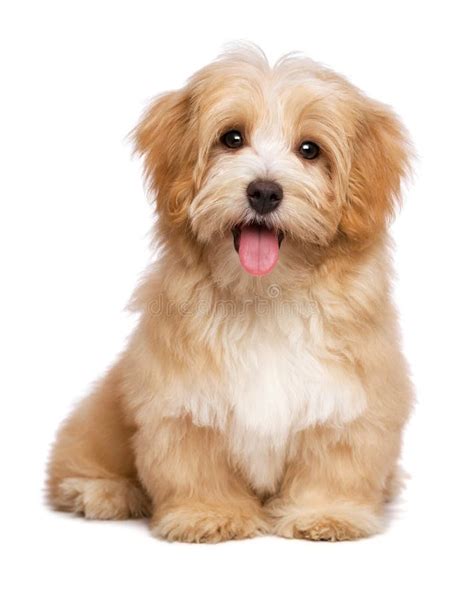 Beautiful Happy Reddish Havanese Puppy Dog is Sitting Frontal Stock ...