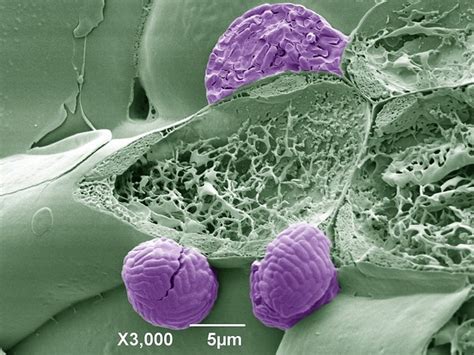 UK: New science initiative aims to tackle bacterial plant threats