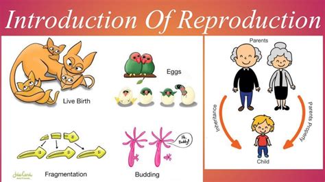 Reproduction Meaning