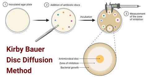 Özgünlük Şehir çiçek şelale disc diffusion method Yüksek sesle konuşmak ...