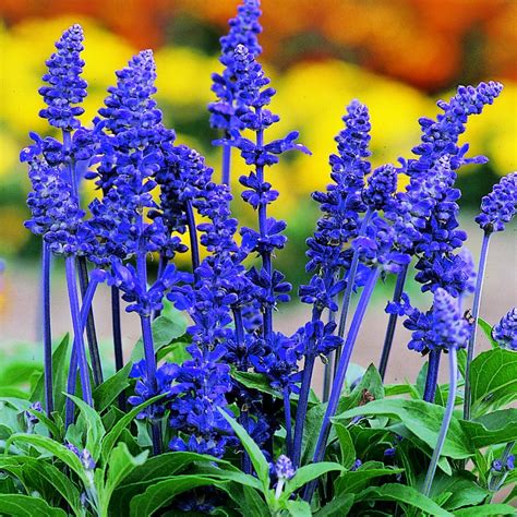 Salvia farinacea 'Victoria' - Seeds | Suttons