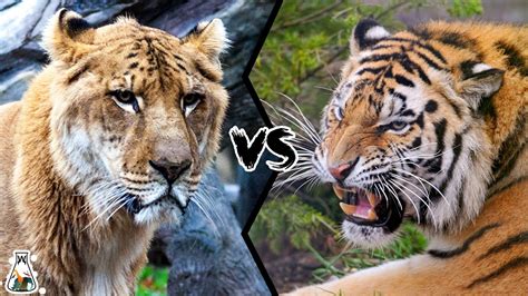 Siberian Tiger Vs Liger