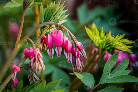 Dicentra spectabilis 1360548 Stock Photo at Vecteezy