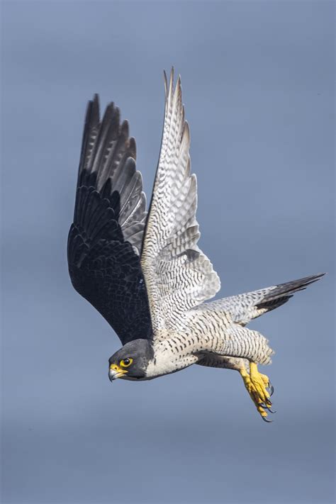 Falcon on the hunt – UCSC Science Notes