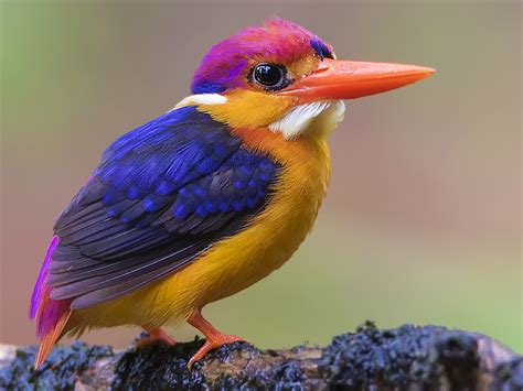 47 best Oriental Dwarf Kingfisher images on Pholder | Nature Is Fucking ...