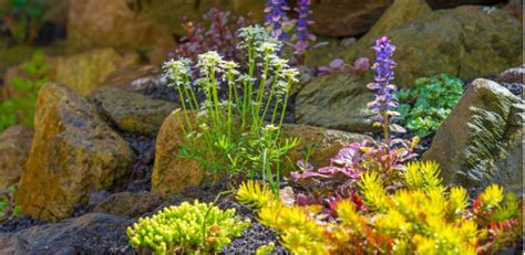 10 Best Alpine Rockery Plants For Planting A Rockery | Pyracantha.co.uk