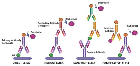 Enzyme-Linked Immunosorbent Assay versus Chemiluminescent Immunoassay ...