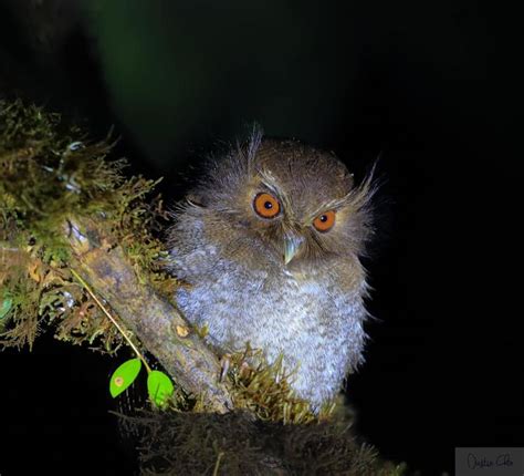 The long-whiskered owlet is a critically endangered owlet, With a total ...