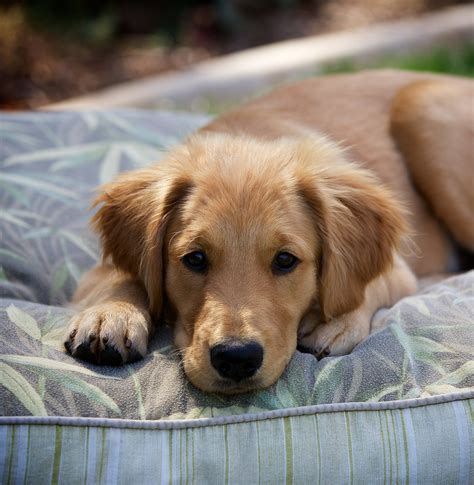 Pictures Of Golden Retrievers - Golden Retriever Photo Gallery