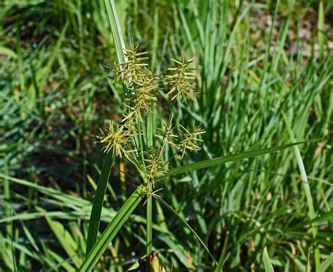 Nut Grass (Nutsedge): Controling Nutgrass Weed – Gardendi