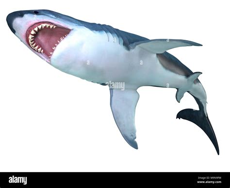 Prehistoric Shark Megalodon Skeleton