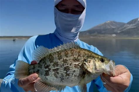 Pyramid Lake Fishing: All You Need to Know - Lake Access