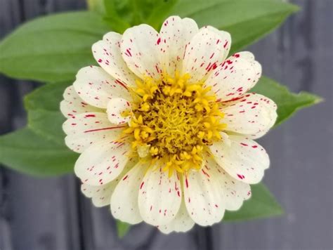 Zinnia 'Candy Cane Mix' Seeds (Certified Organic) | Garden Hoard ...