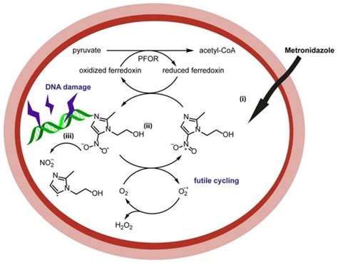 Metronidazole Mechanism Of Action